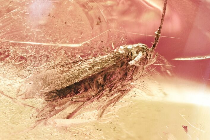 Detailed Fossil Moth (Lepidoptera) in Baltic Amber #357899